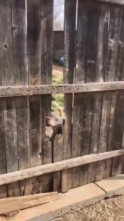 Воу-воу полегче