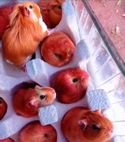 Яблочки только из лесу...