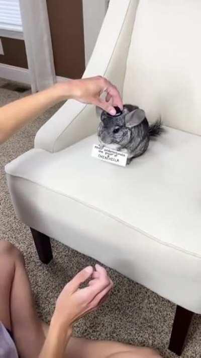 The power of Chinchilla