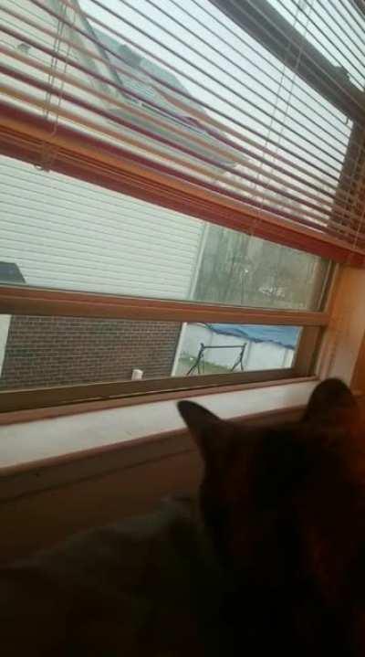 My cat learning teleportation after a lightning strike