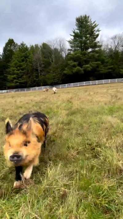 Playfully chasing after the cameraman