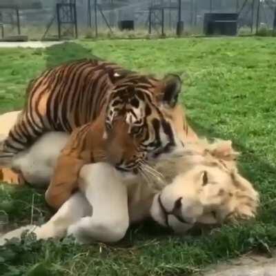 AnimalsBeingmorethanBros