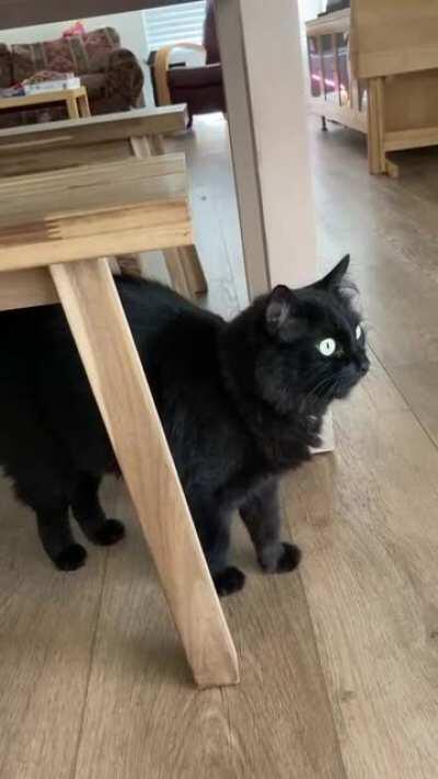 She’s so fluffy I just had to...