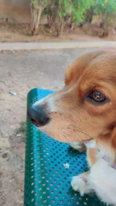 He's so nosey! I wonder what information he's gathering