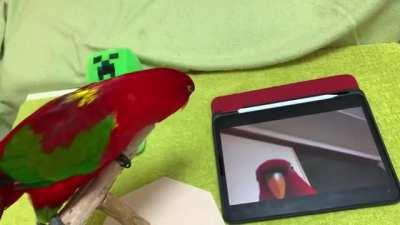 Günaydın KGB Hulku