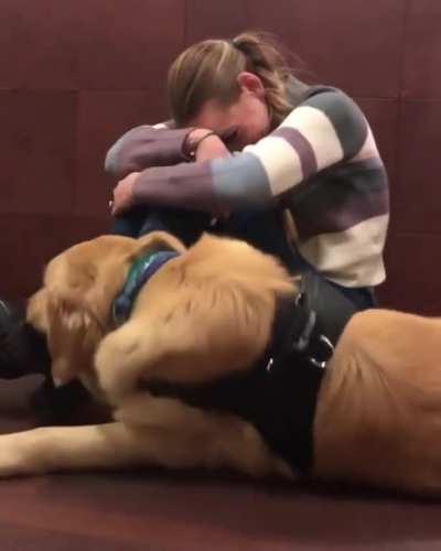 A therapy dog practicing cheering up their human