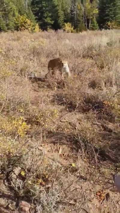 Mountain lion stalks Man in Idaho saved by Glock27 'warning shots'