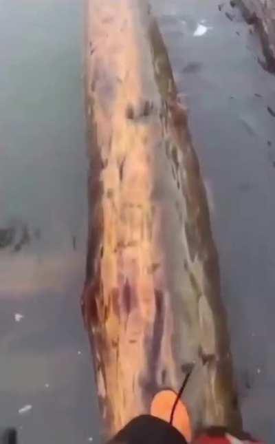 What did I just watch?!