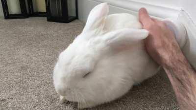 Feet out, loaf activated 🍞🐰