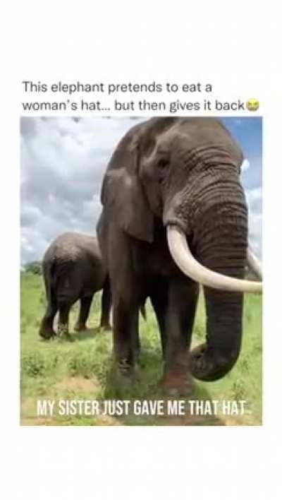 This might be my favorite video ever 🐘😂🤣😭