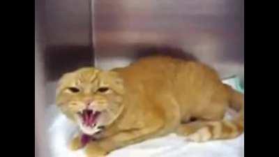  giving out free handfuls of glock switches at walmart type beat