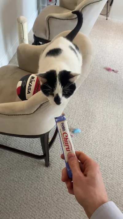 Cat not quite long enough to reach Churu