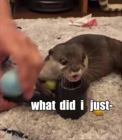 Недовольная выдра