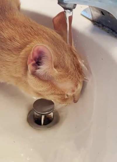 How to drink tap water