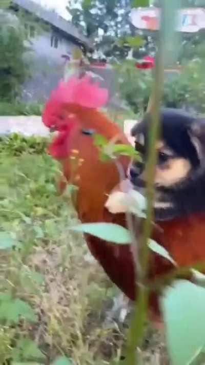 Puppy hitches a ride