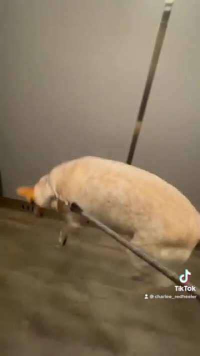 He loves to jump in the elevator