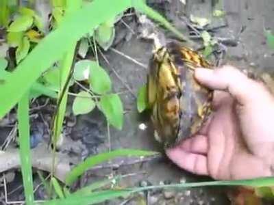 There are only 4 species of box turtle, and they are all native to North America!