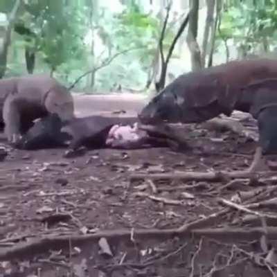 Two more Komodo Kuties kutting into a soon to be warthog karkass.