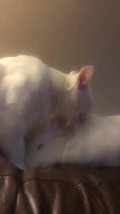 Sisterly affection💕