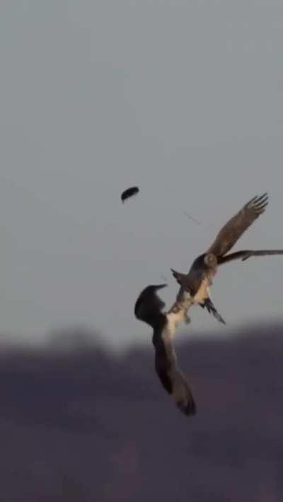 🔥 Hawk steals from an Owl in Midair.