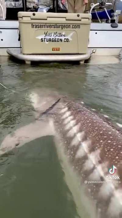 Sturgeon, back in the day, commonly exceeded 6 metres in length. Now, after severe, aggressive hunting, monsters like this are extremely rare.