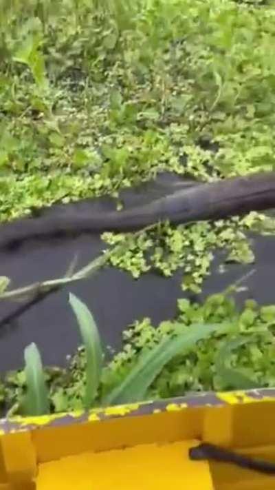 Giant anaconda