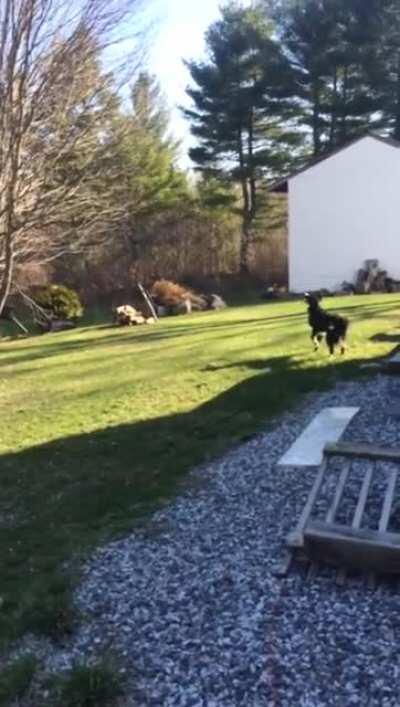 Dog thinks the moon is a ball