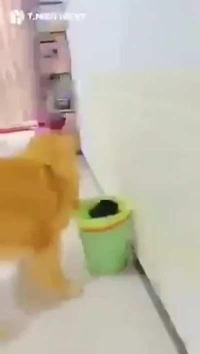 Jealous dog throws little bro dog in the trash
