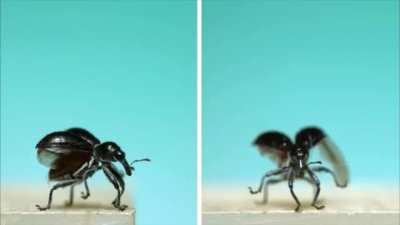 ð¥Research biologist Adrian Smith shot this slow motion video of weevils taking flight