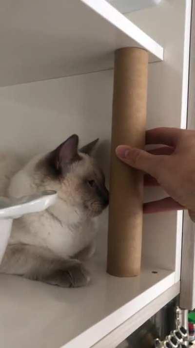 Empty paper towel roll