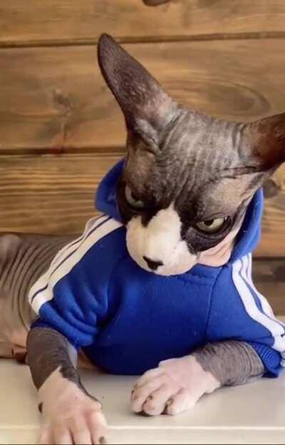 Yes... that bloody animal, that diabolical bloody animal.