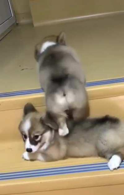 Pupper helps bro climb up the stairs