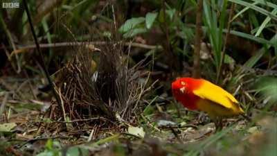 The flame bowerbird, native to New Guinea, is so named because of the male's flame orange and golden yellow plumage. In addition, the male also constructs a bower, replete with colorful fruits and shiny ornaments, where it performs a highly unusual courts