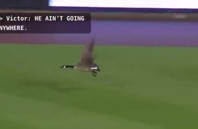 Cameraman with superior aim