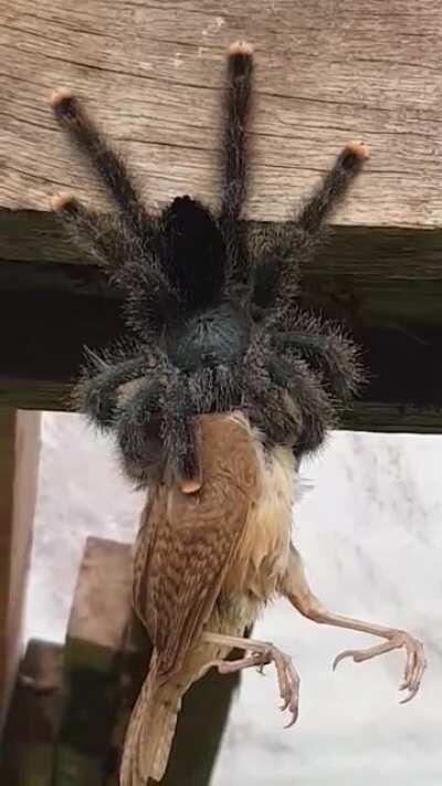 Crosspost. Just. Dang.