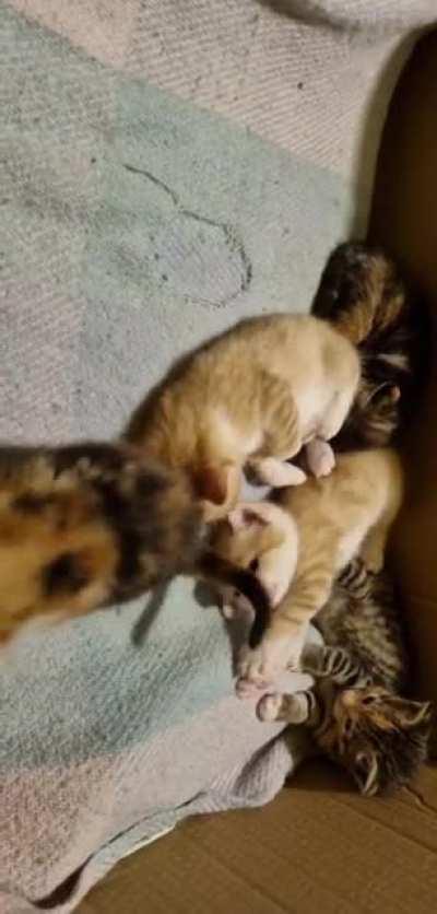 The vicious gang 'Tigers' in their clubhouse