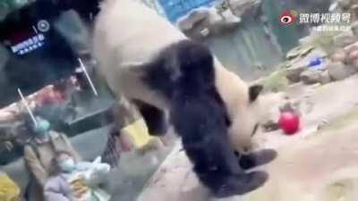 Aw what a cute panda. Wait. WAIT