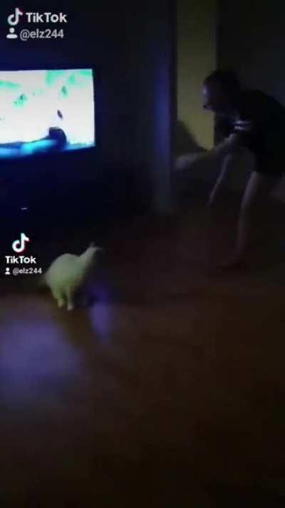 lol... Like owner, like cat!