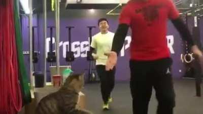 Cat high fives runners.