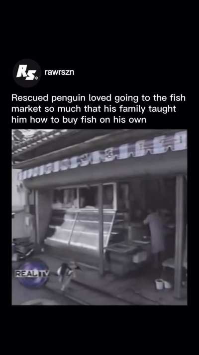 The MC of all penguins