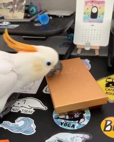 Party parrot parties too hard