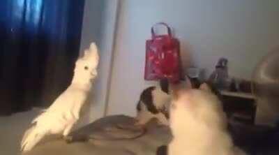 Asserting your dominance with a bunch of pussies