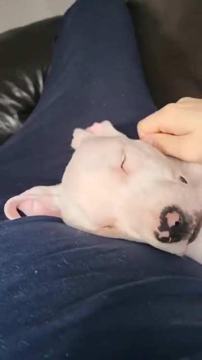 From a shelter cage to a comfy sofa he's gone a big way haha