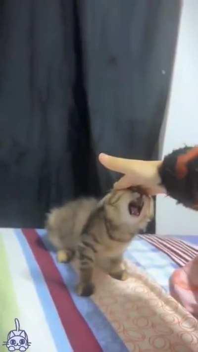 Screaming kitty (sound on)