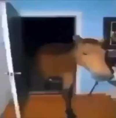 caballo