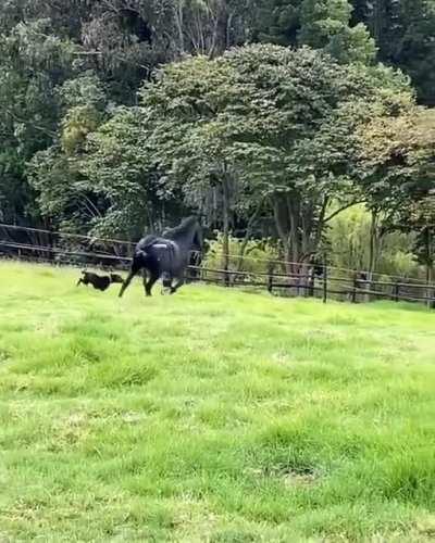 A Majestic Black Horse