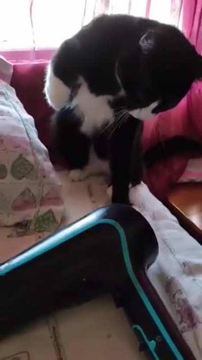 Cat madly SLAPS the turned off blow dryer.
