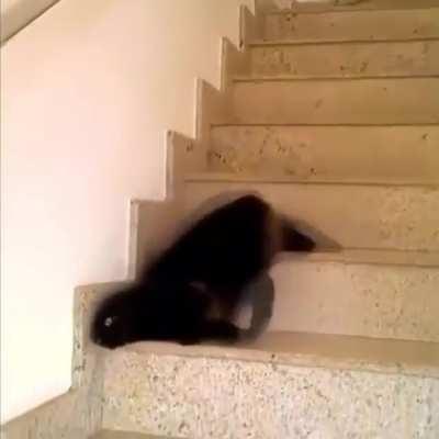 Legs.exe has encountered a fatal error