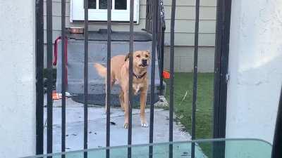 This is the husky half of Bernie…