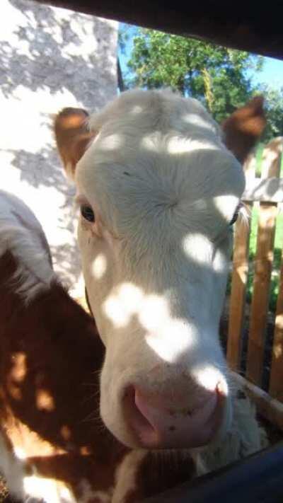 PLEASE DON'T BE MEAN, I'M NEW AND I LOVE COWS (*ﾉωﾉ)